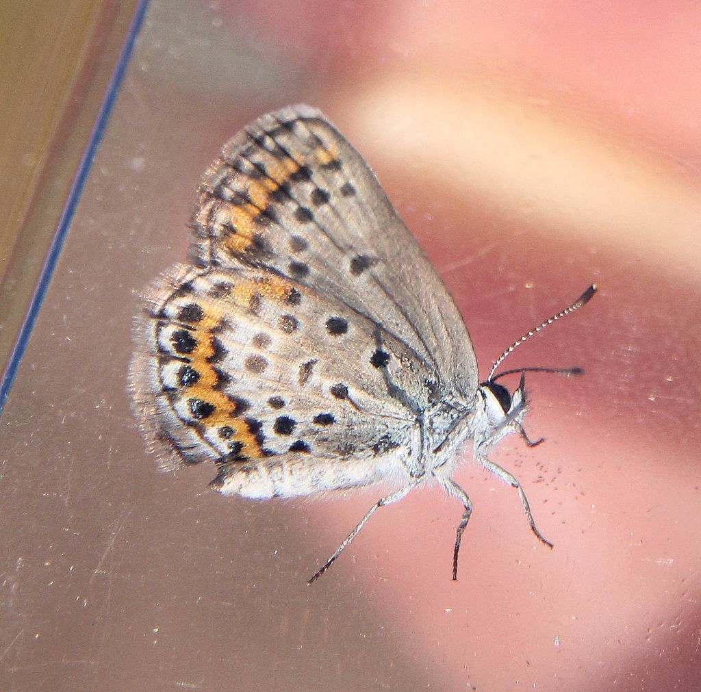 Plebejus idas? No, Plebejus argus, femmina